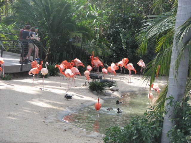 Carribean Flamingos