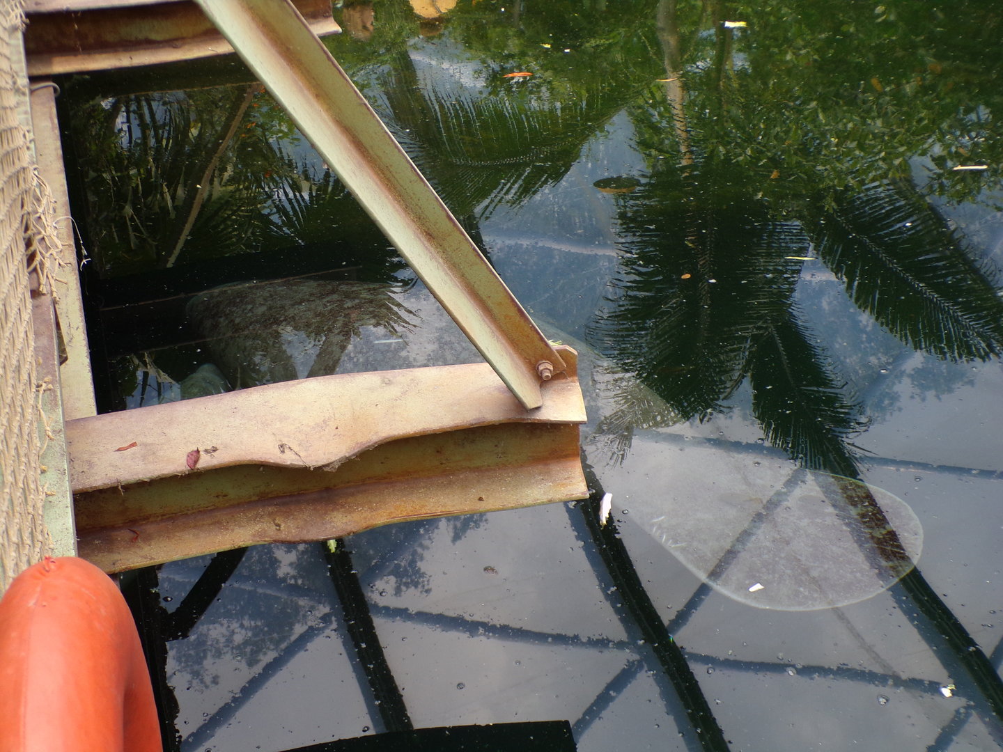 Carribean manatee 6.7.23