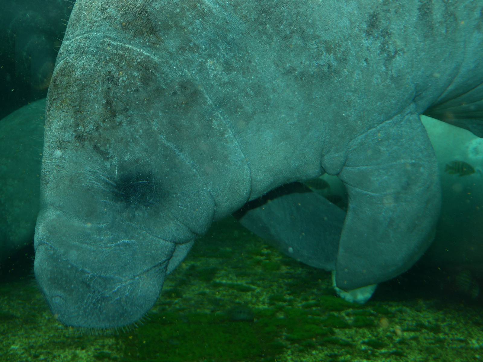 Carribean manatee (Trichechus manatus manatus)