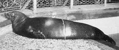 Carribean monk seal (already extincted) 1910