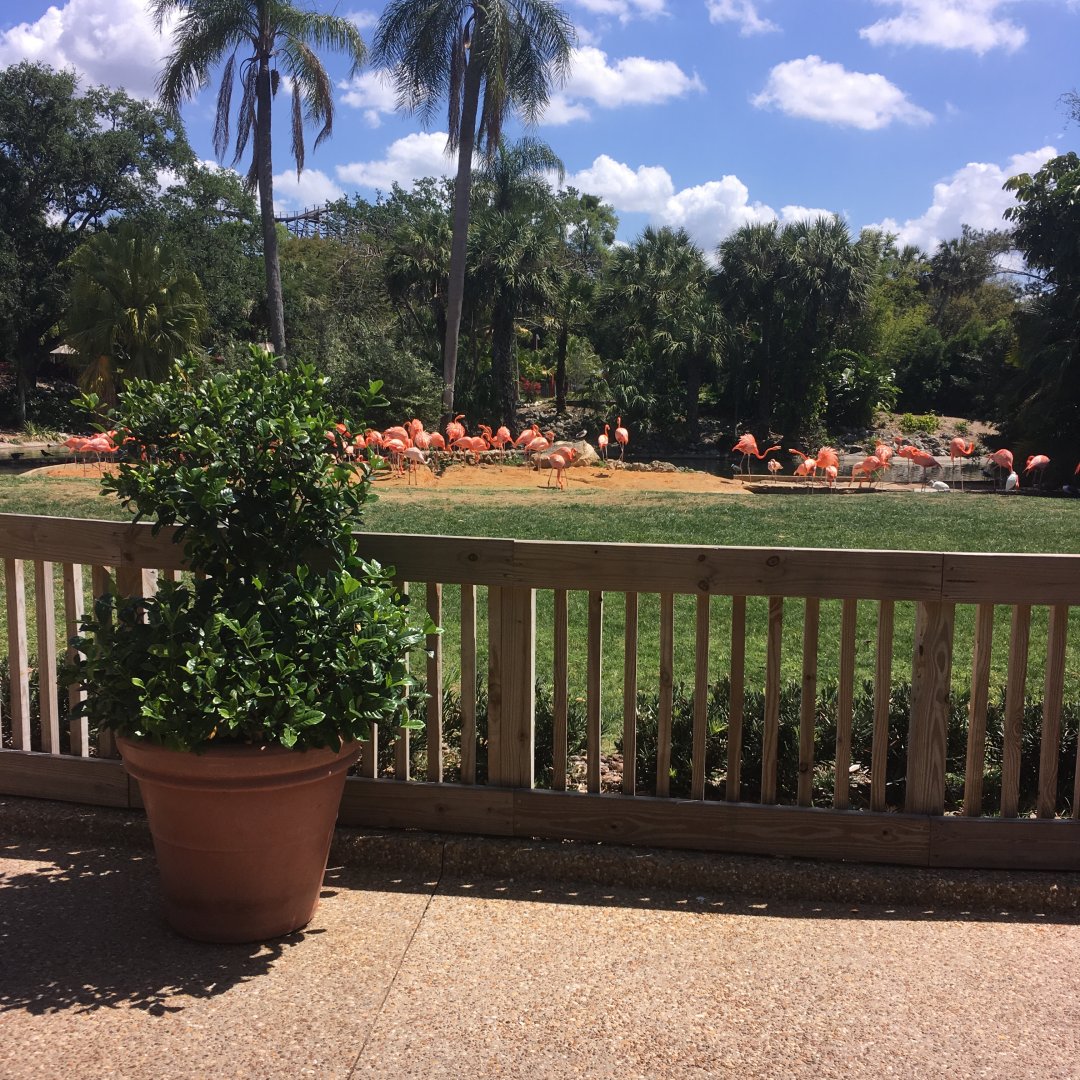 Carribian Flamingo Pool