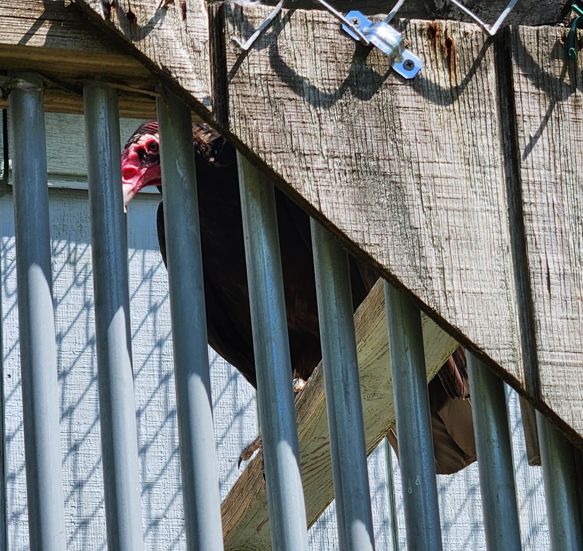 Carrie Murray Nature Center (MD) - Turkey Vulture