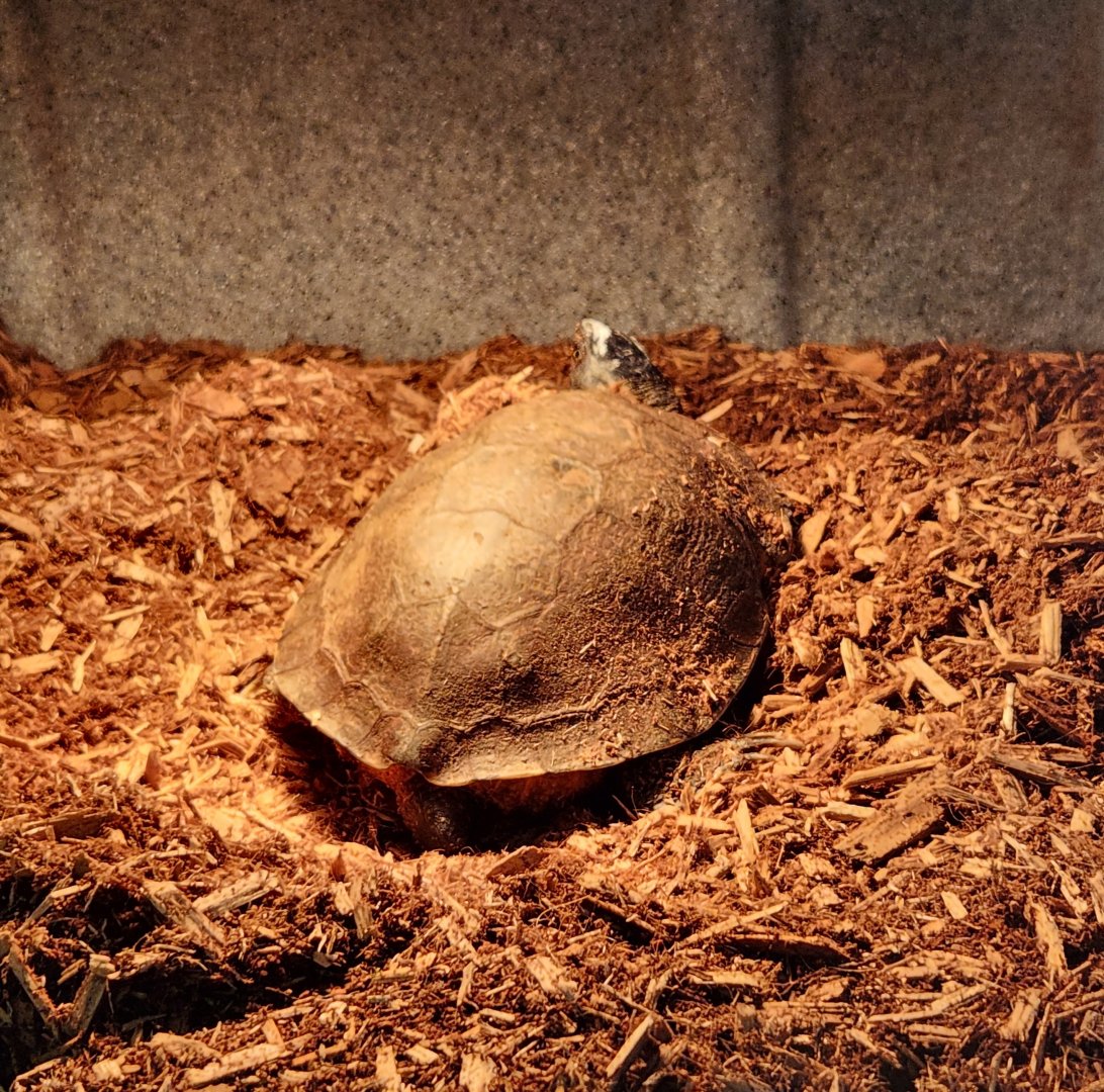 Carrie Murray Nature Center (MD) - Wood Turtle