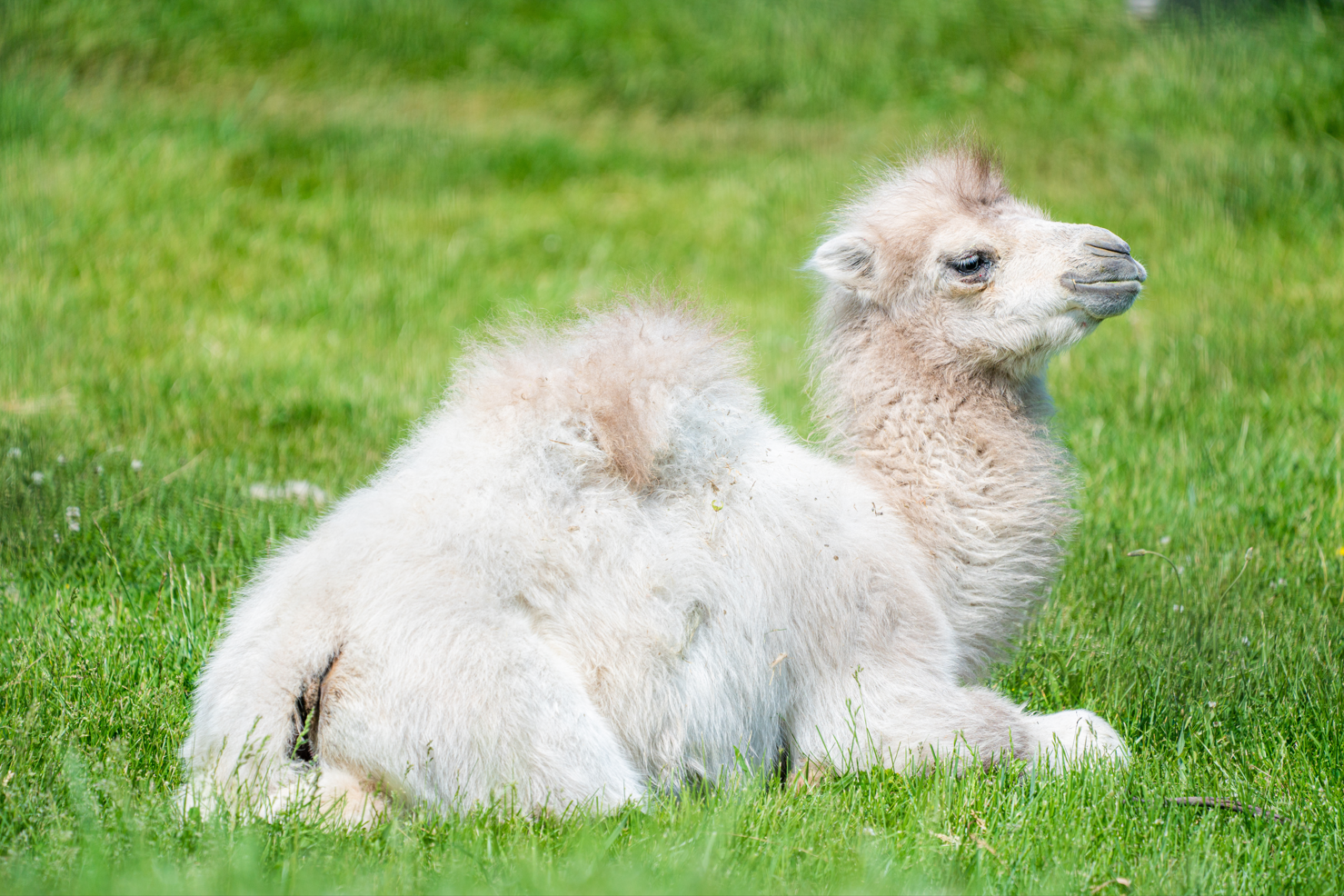 Carrie the female baby Bactrian Camel