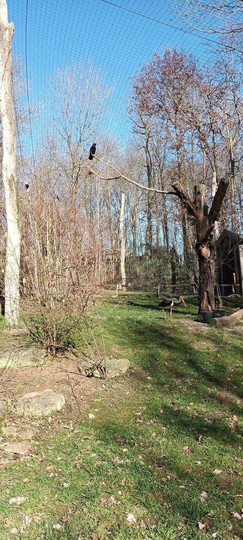 Carrion Crow and Black Stork