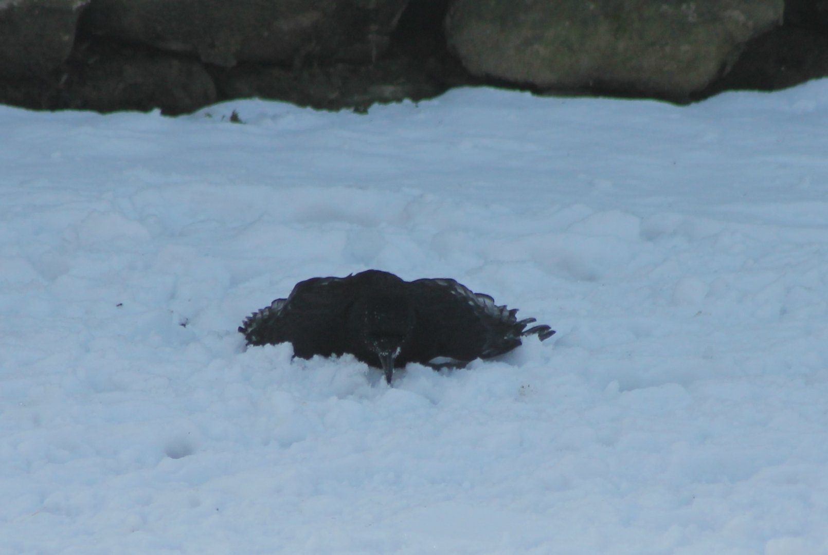 Carrion crow - Bathing in the snow