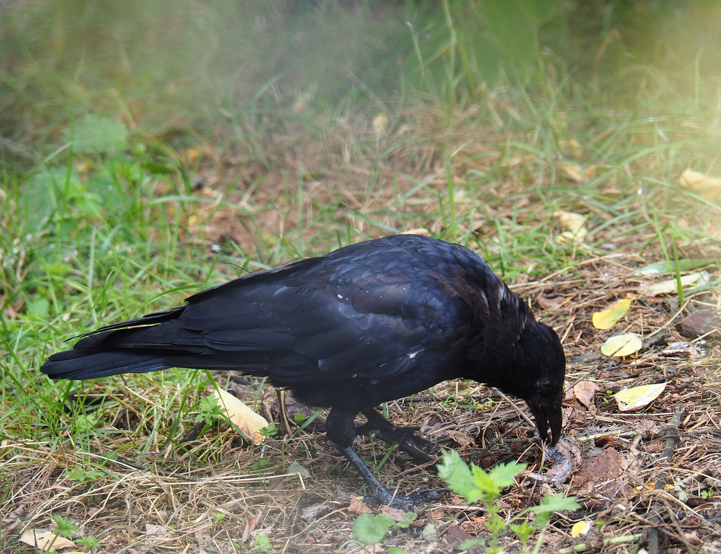Carrion crow (Corvus corone), 2022-09-15