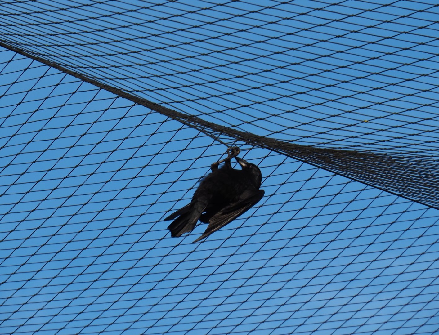 Carrion crow (Corvus corone) hanging from the aviary netting (Nov 10th, 2018)