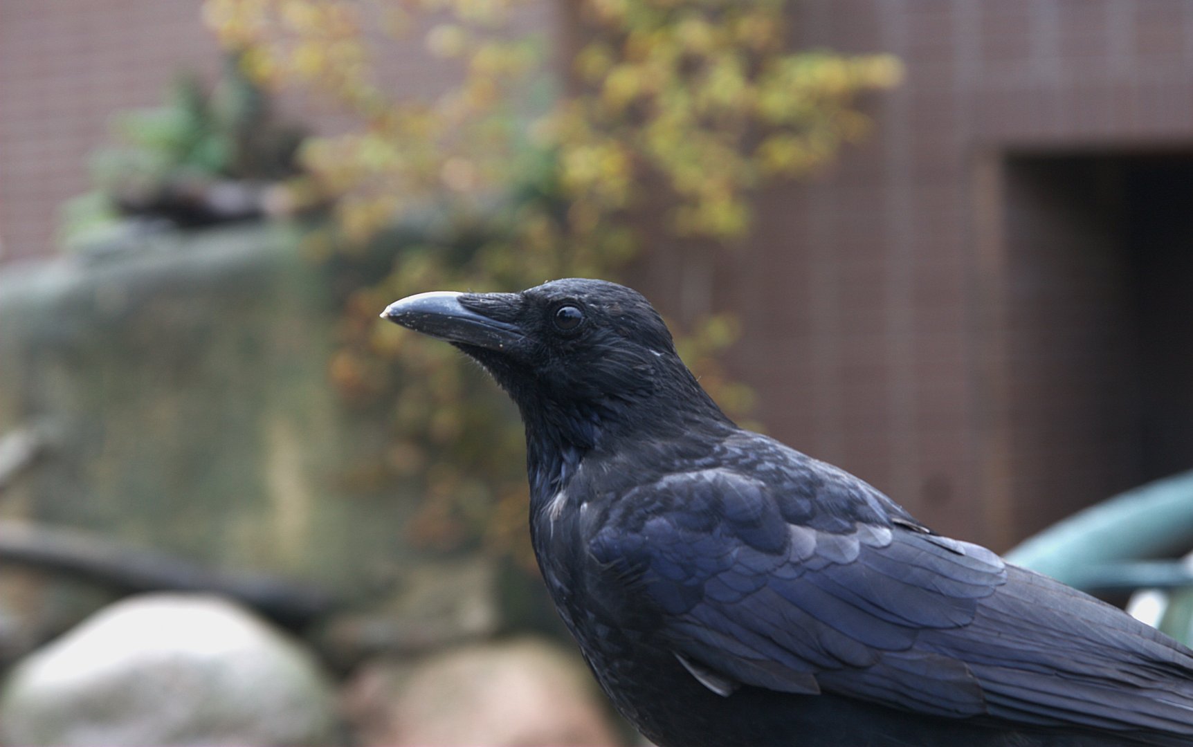 Carrion Crow (Corvus corone) (Wild), 15-09-25