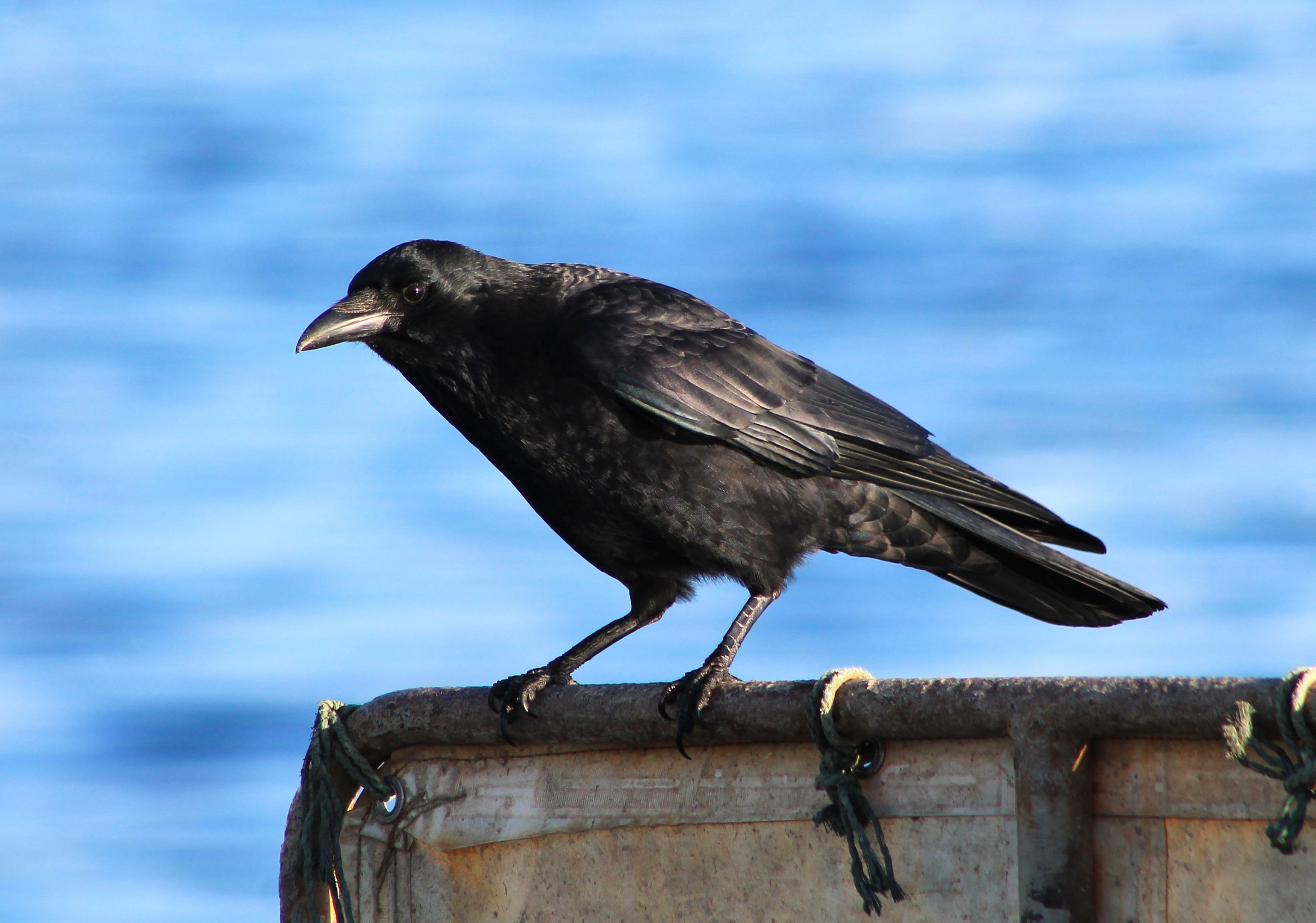 Carrion Crow (Corvus corone)
