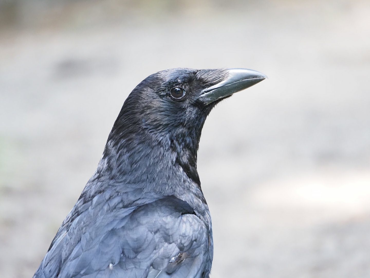 Carrion Crow (Wild)