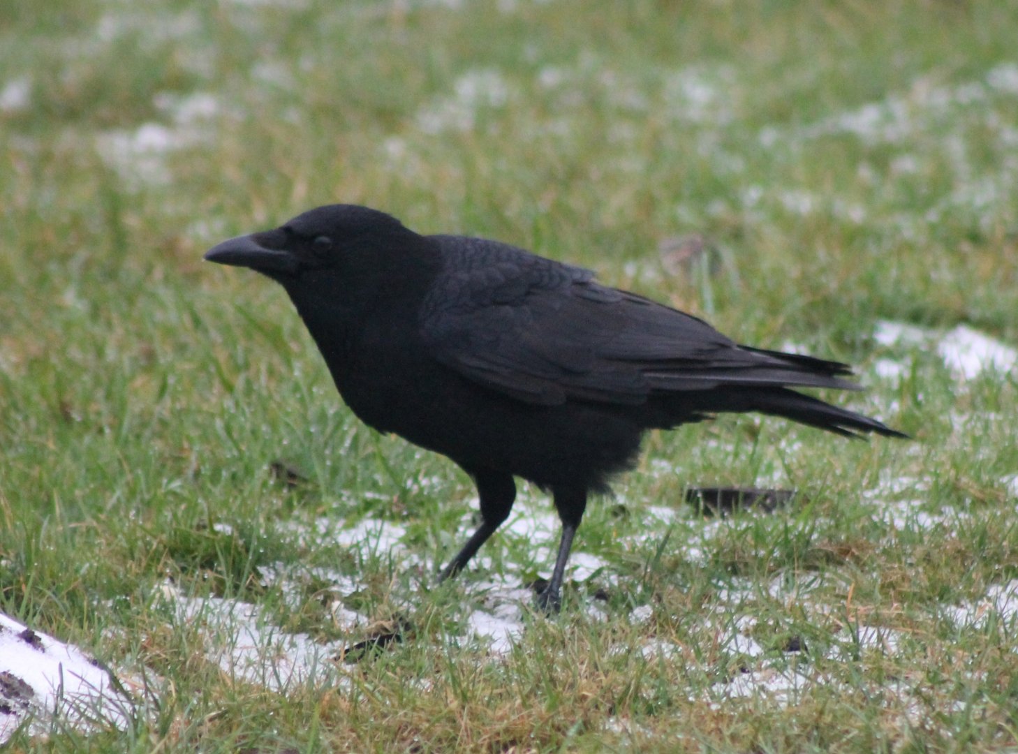 Carrion crow