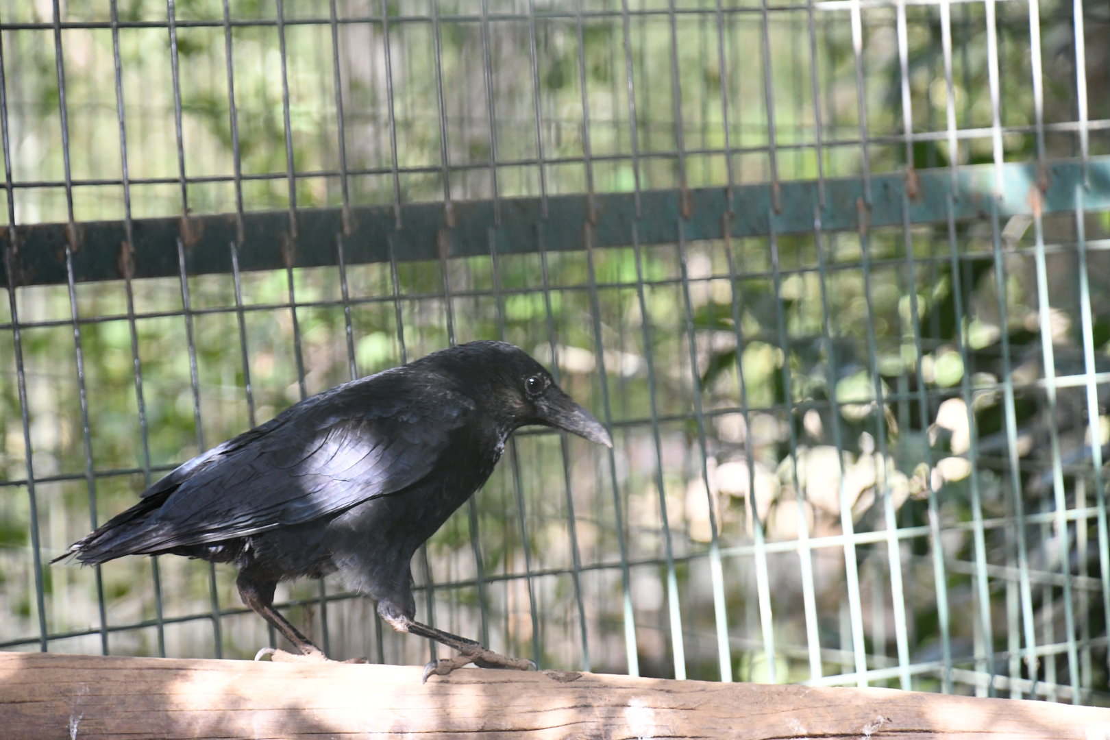 Carrion Crow