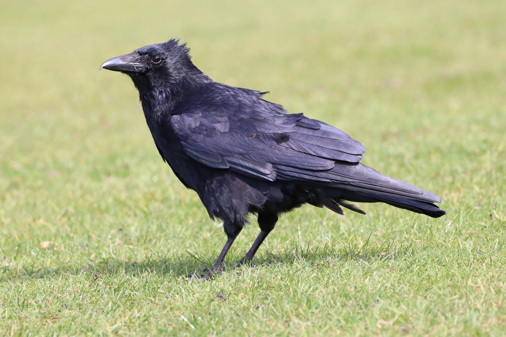 Carrion Crow