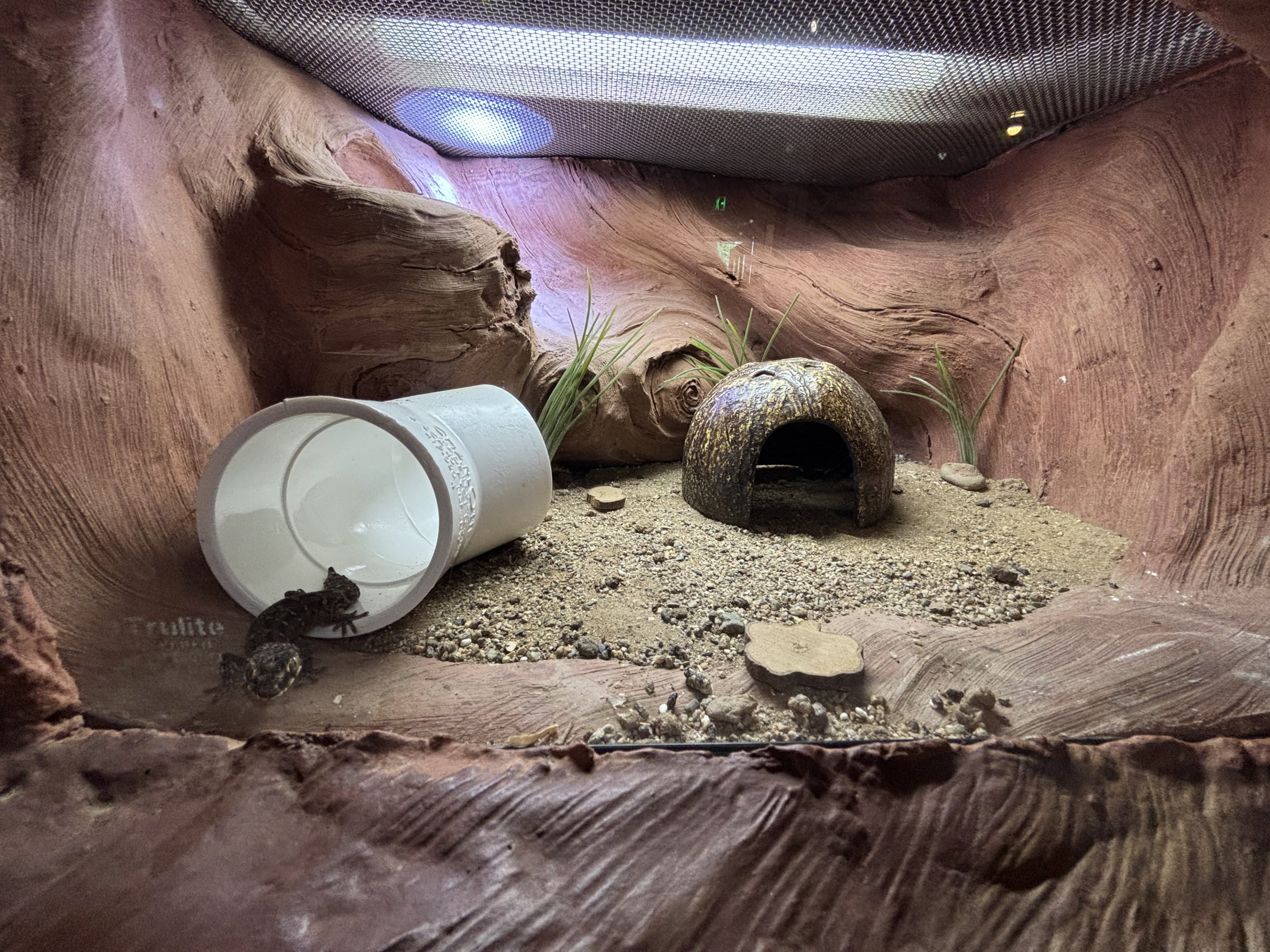 Carrot-tailed Viper Gecko Exhibit