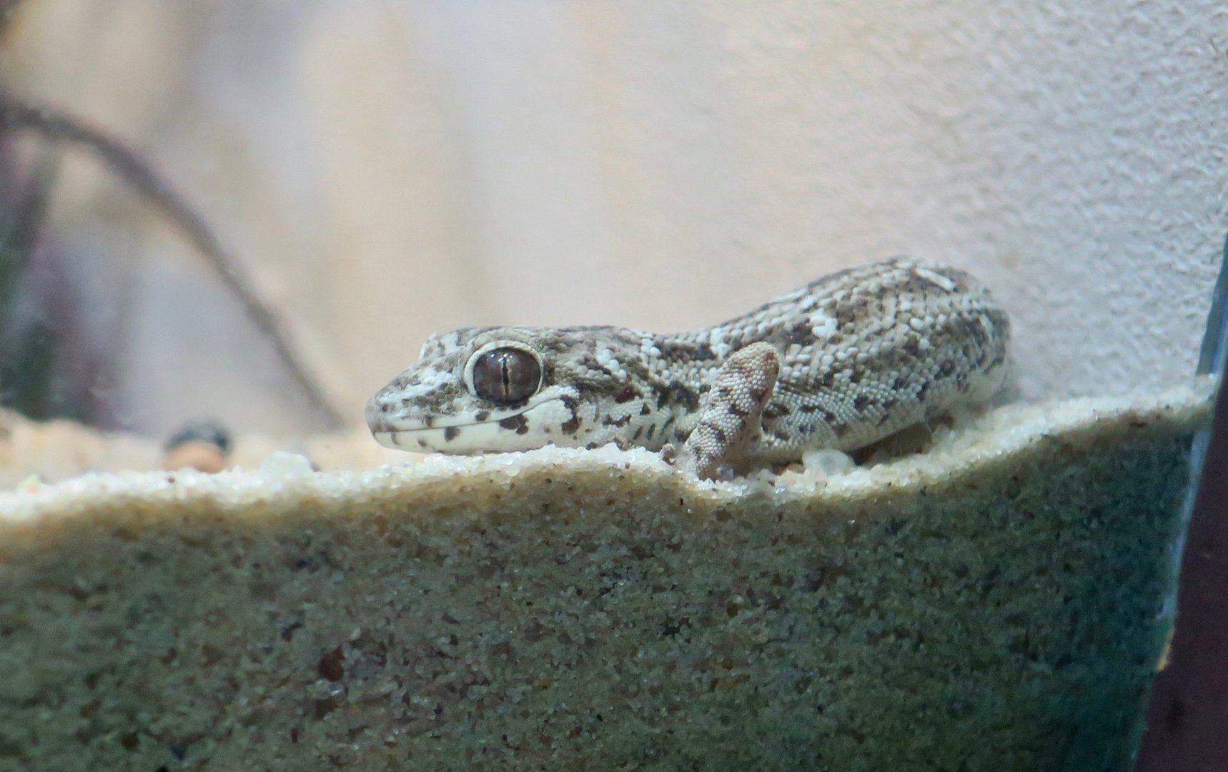 Carrot-Tailed Viper Gecko (Hemidactylus imbricatus)