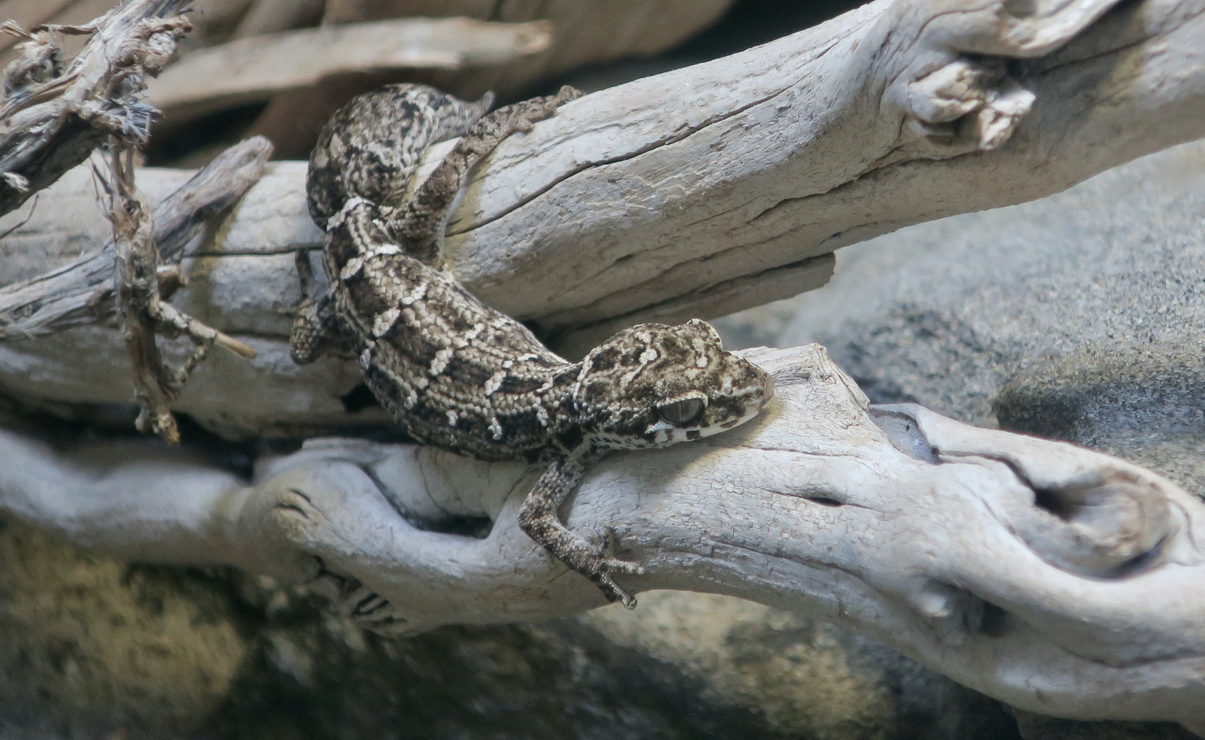 Carrot-Tailed Viper Gecko (Hemidactylus imbricatus)