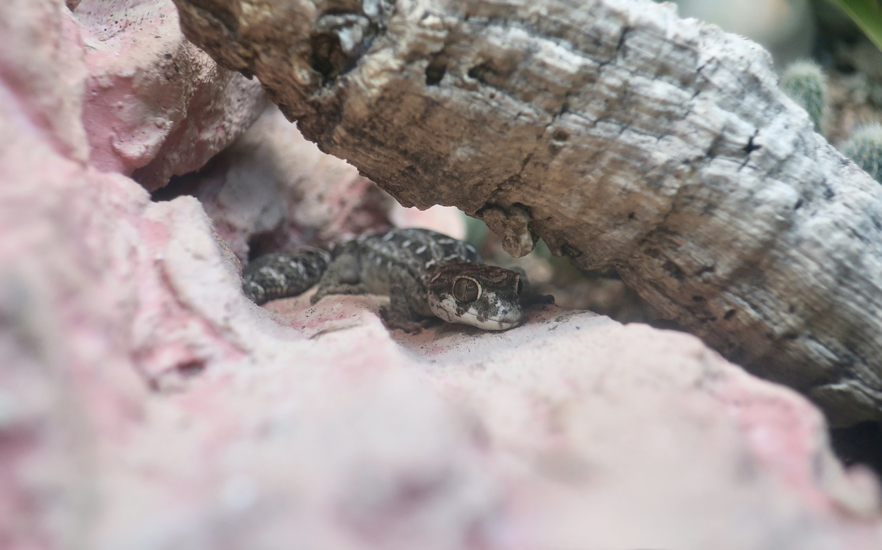 Carrot-Tailed Viper Gecko (Hemidactylus imbricatus)