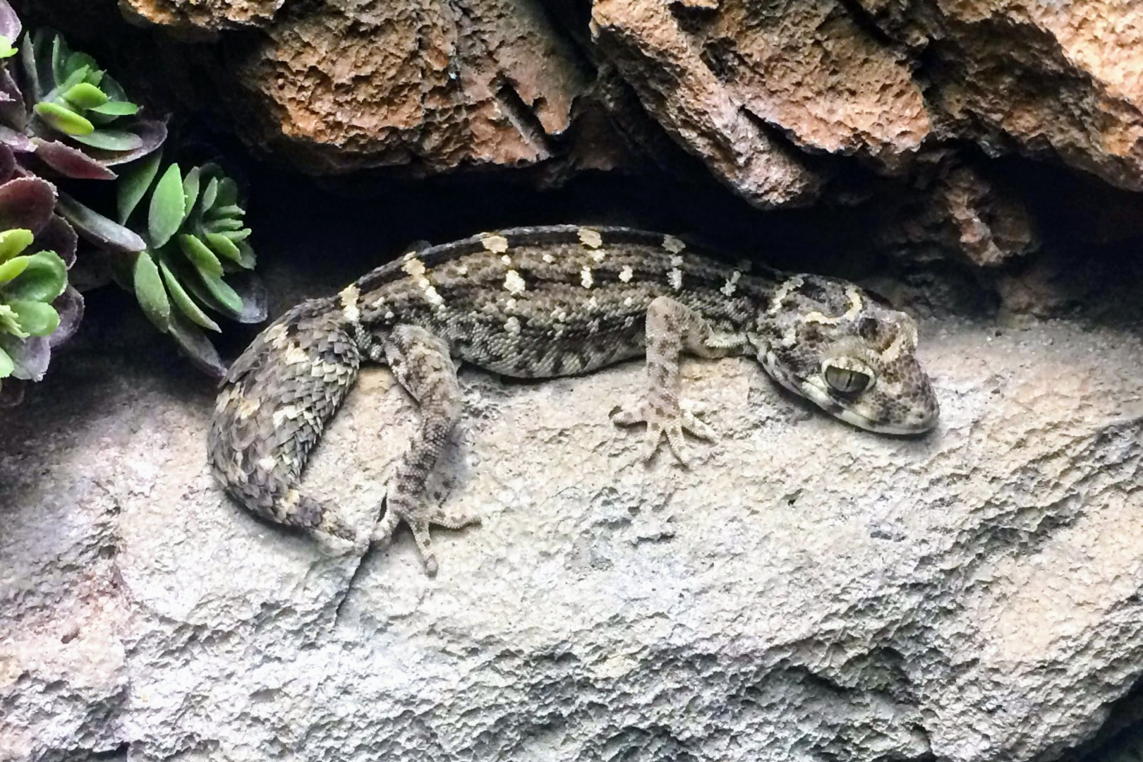 Carrot-tailed Viper Gecko