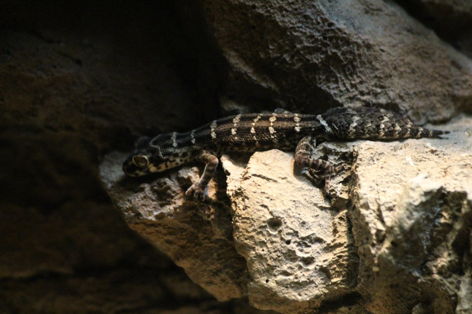 Carrot-tailed Viper Gecko