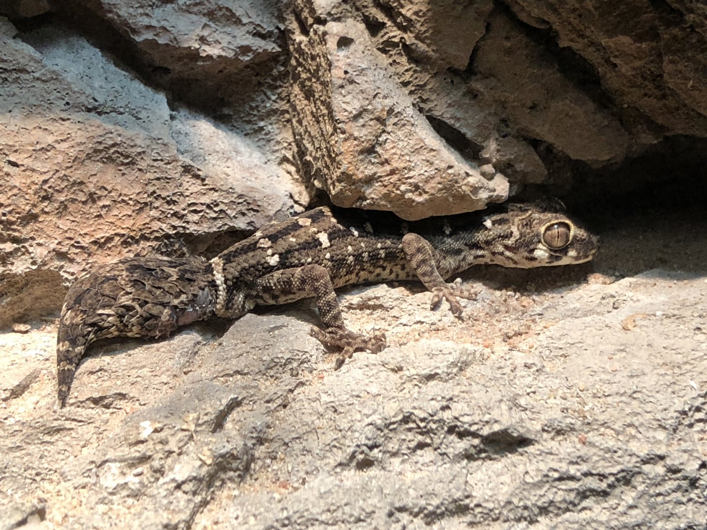 Carrot-tailed Viper Gecko