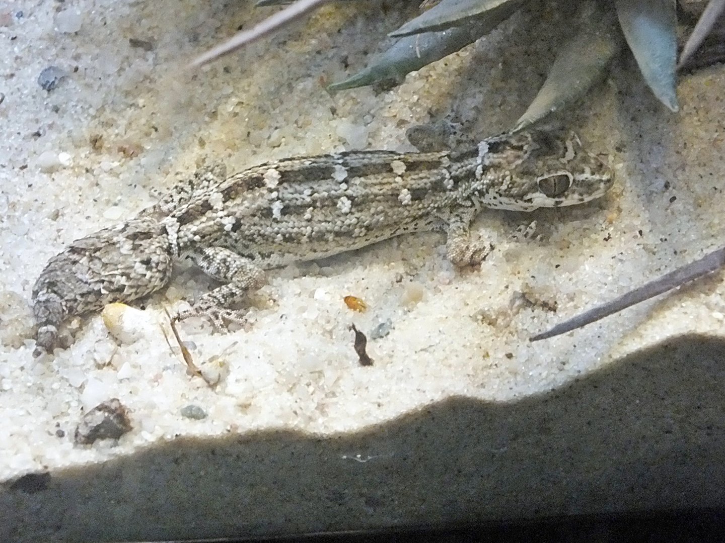 Carrot-tailed viper gecko
