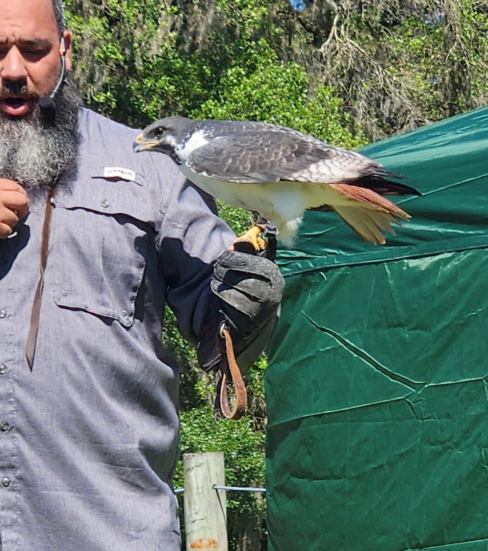 Carson Springs - Augur Buzzard in show