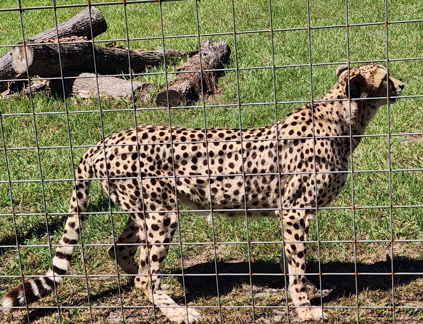 Carson Springs - Cheetah