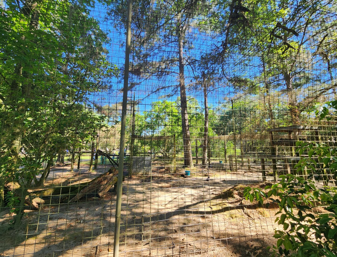 Carson Springs - Cougar enclosure