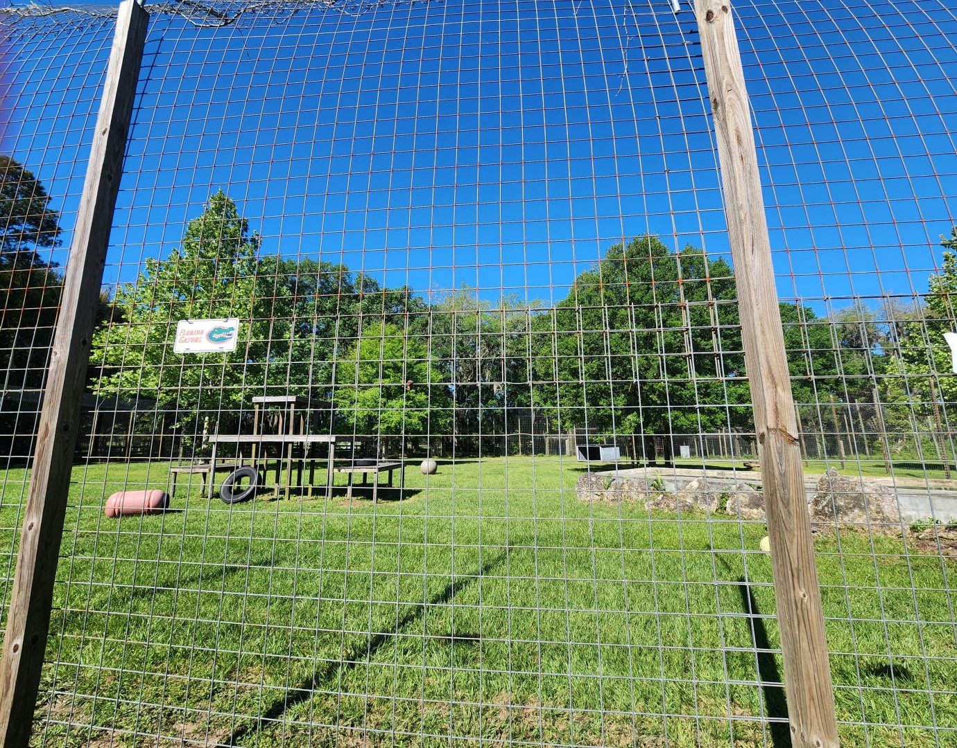Carson Springs - Gator the tigers enclosure