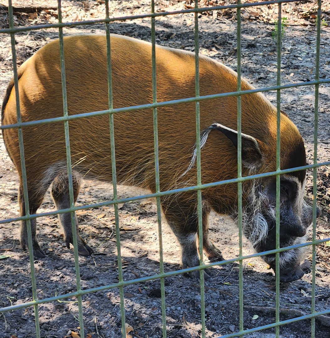 Carson Springs - Red River Hog