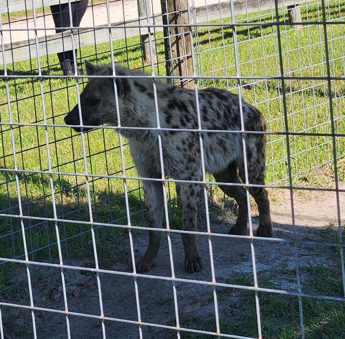 Carson Springs - Spotted Hyena