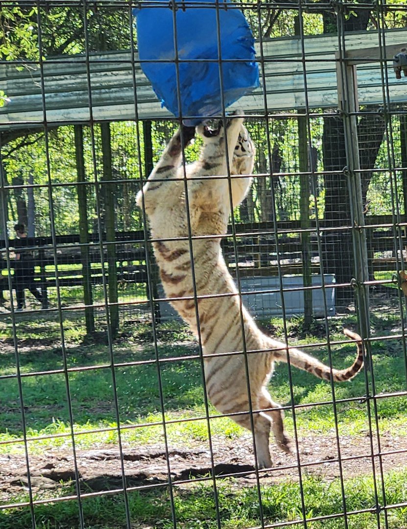 Carson Springs - Tank the white tiger