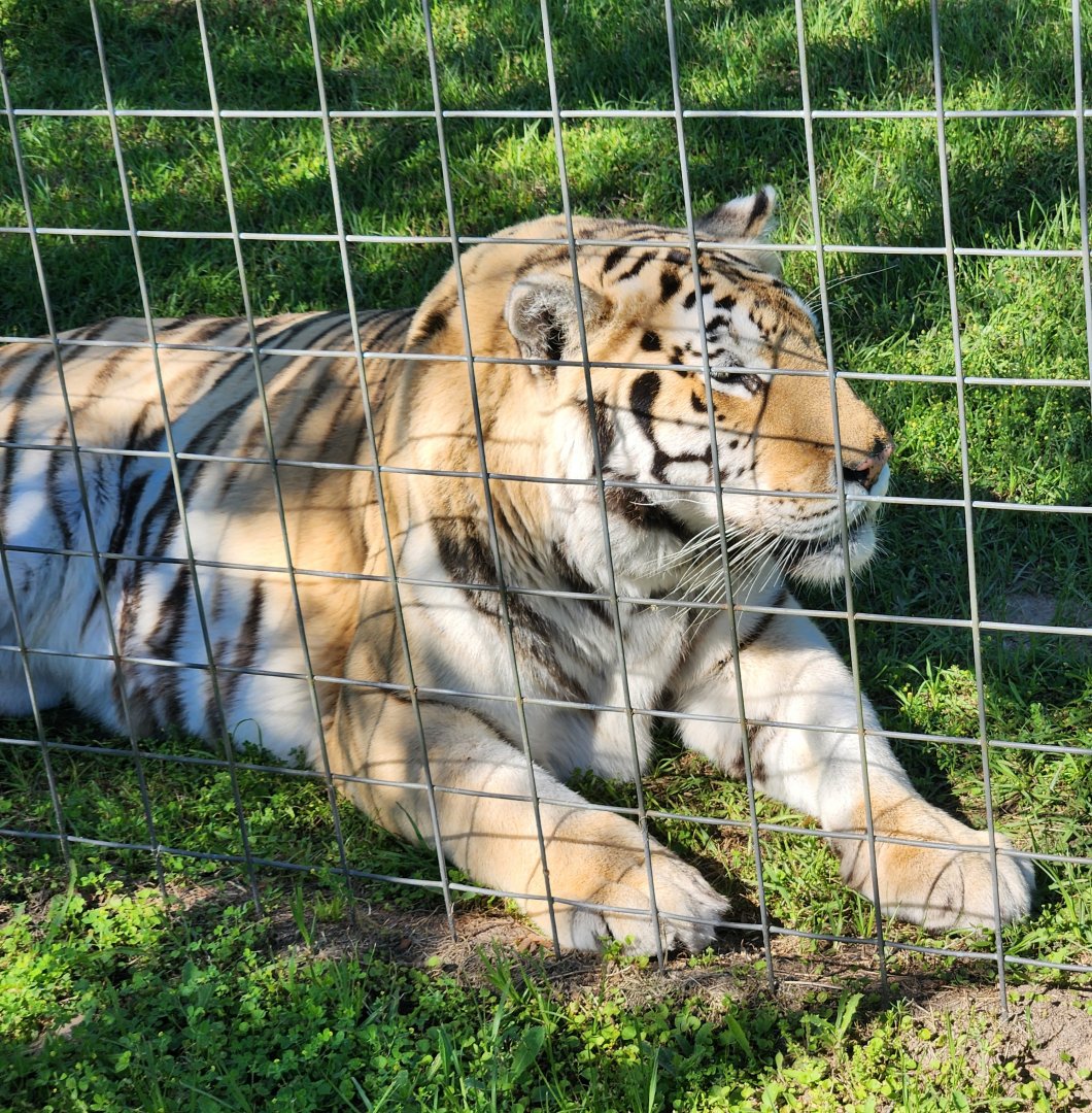 Carson Springs - Tiger