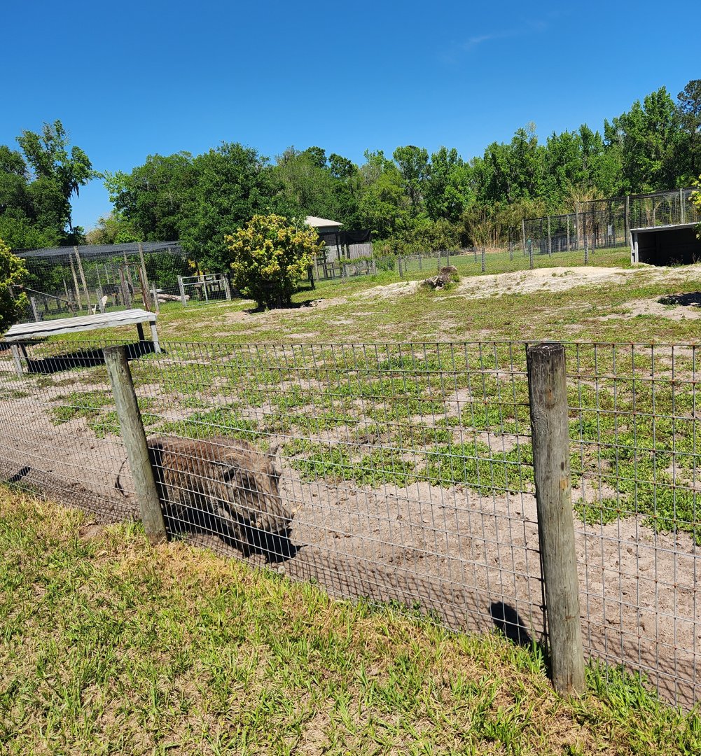 Carson Springs - Warthog yard