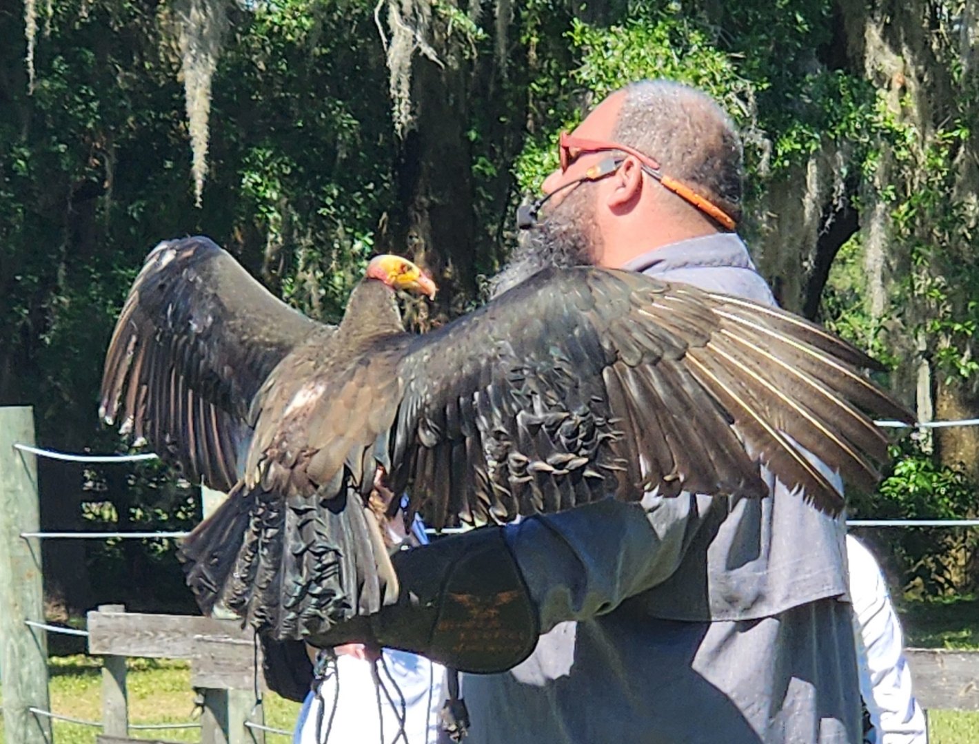 Carson Springs - Yellow-headed Vulture in show