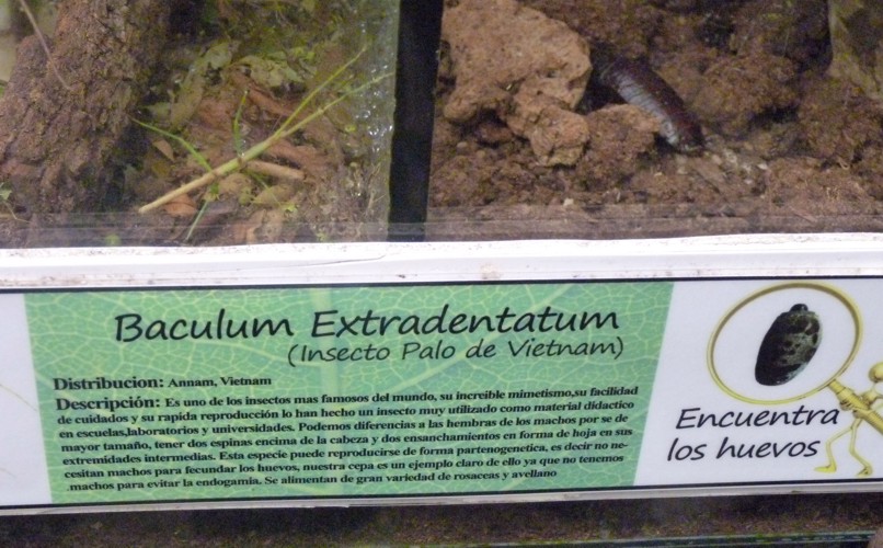 Cartel Insectos Palo