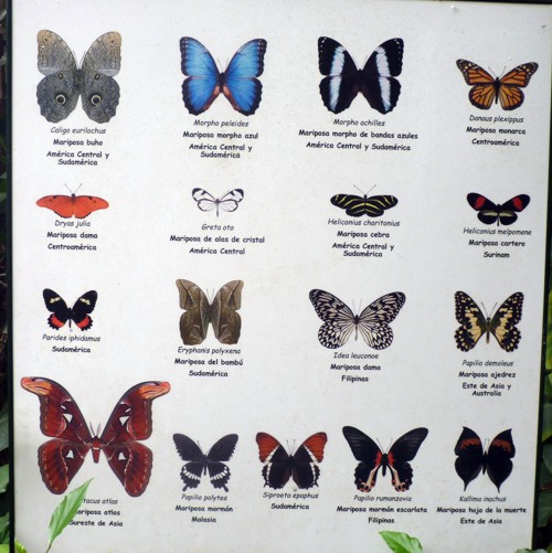 Cartel Mariposas