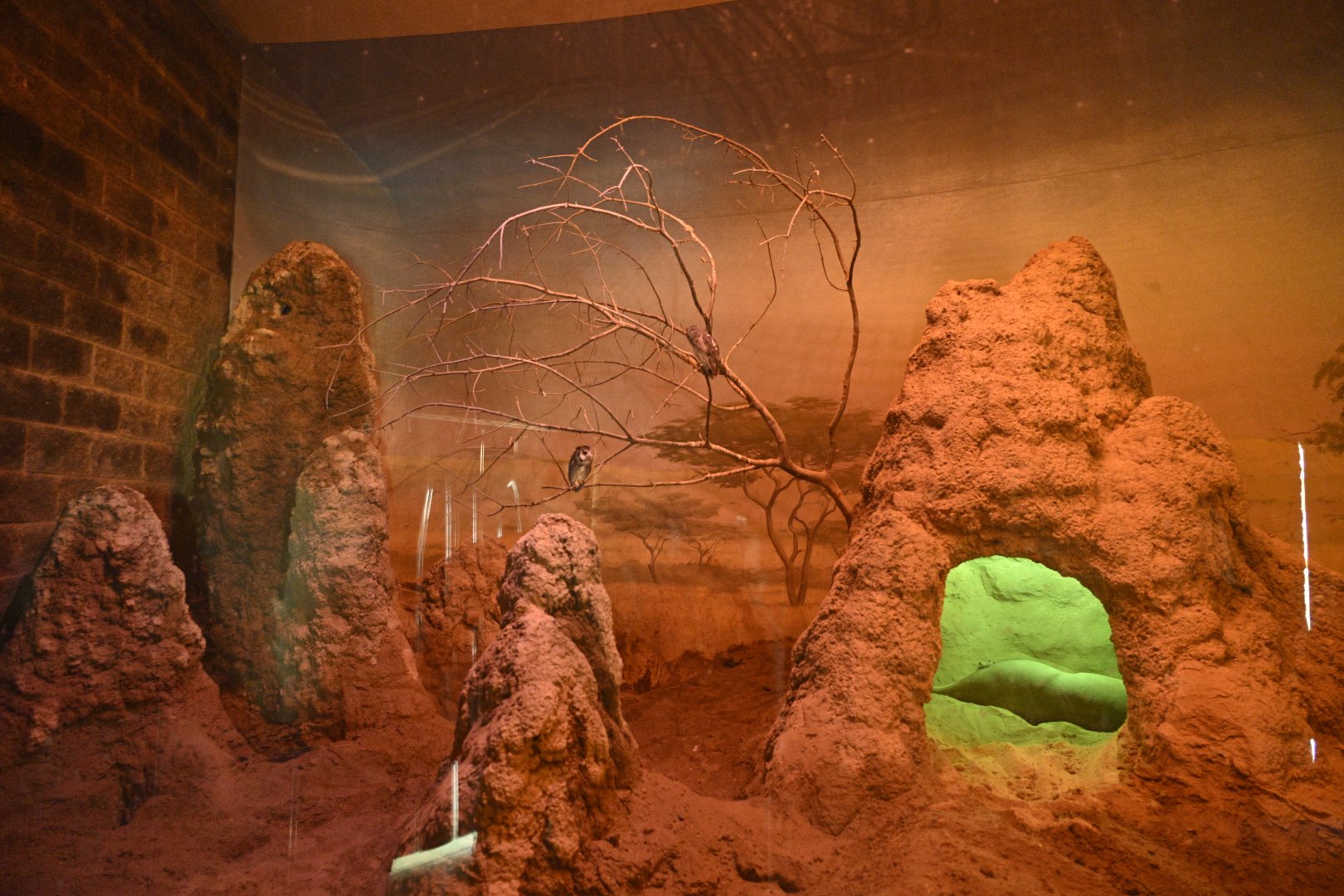 Carter Giraffe Building - Aardvark/Owl Exhibit