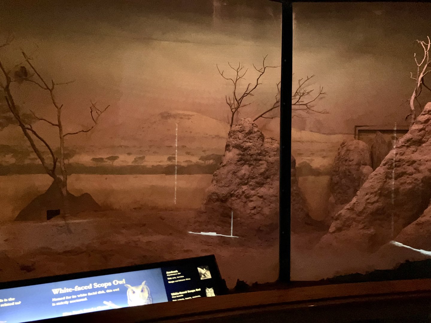 Carter Giraffe Building - Aardvark/White-Faced Scops Owl Exhibit