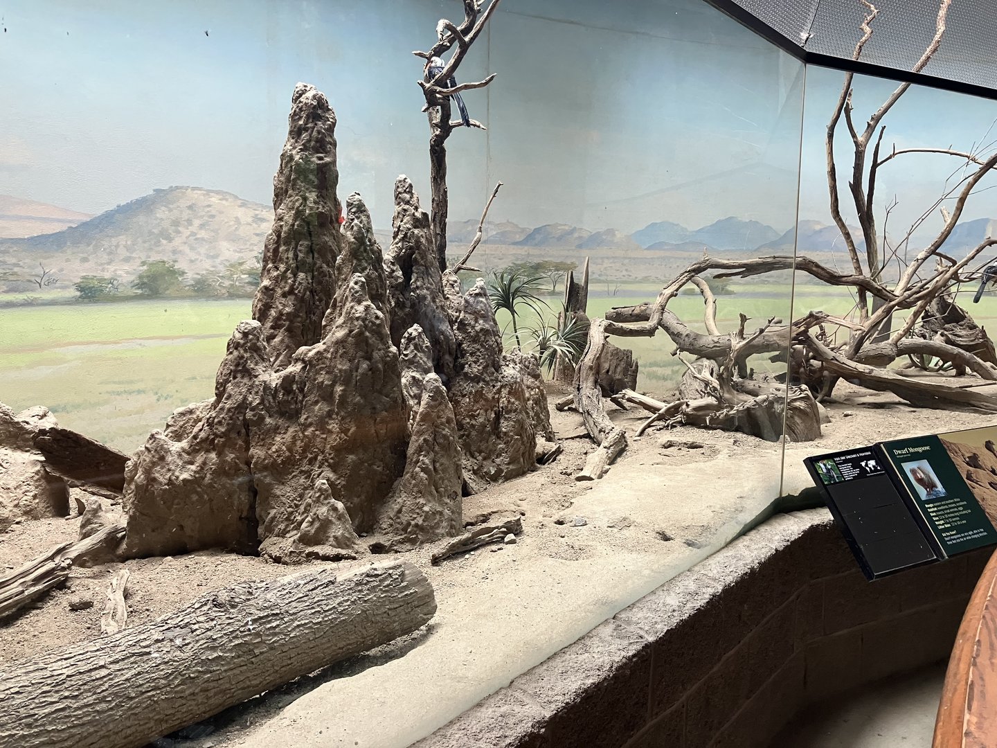 Carter Giraffe Building - Dwarf Mongoose/Von Der Decken’s Hornbill Exhibit