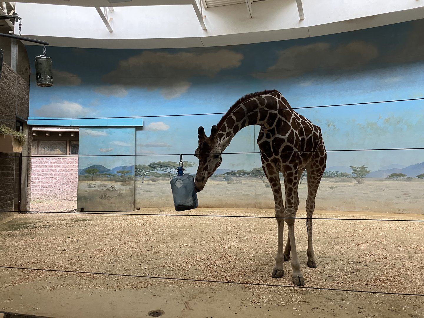 Carter Giraffe Building - Giraffe Exhibit