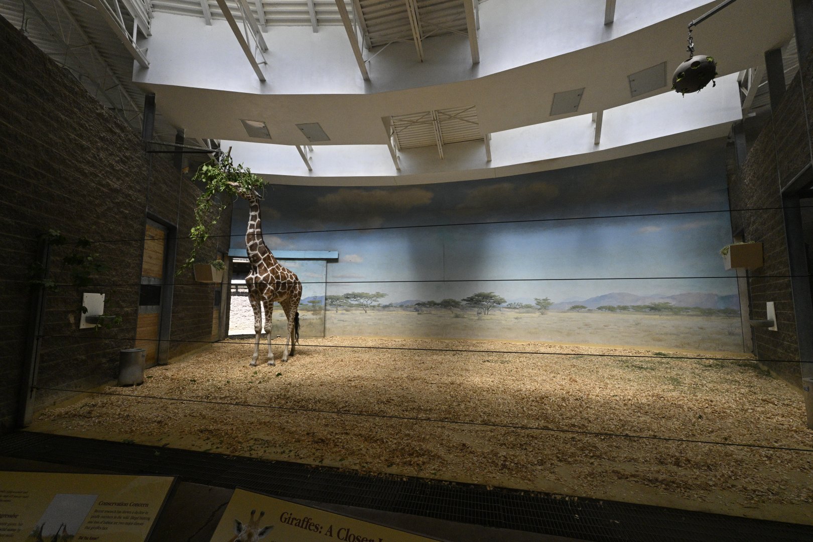 Carter Giraffe Building - Giraffe Indoor Exhibit