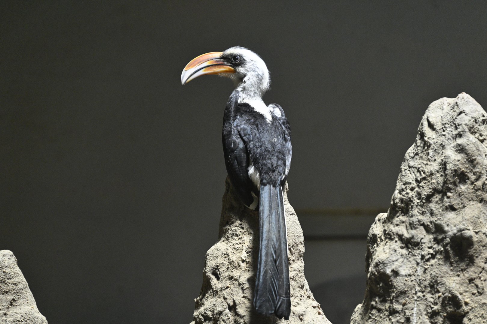 Carter Giraffe Building - Von Der Decken's Hornbill (Tockus deckeni)