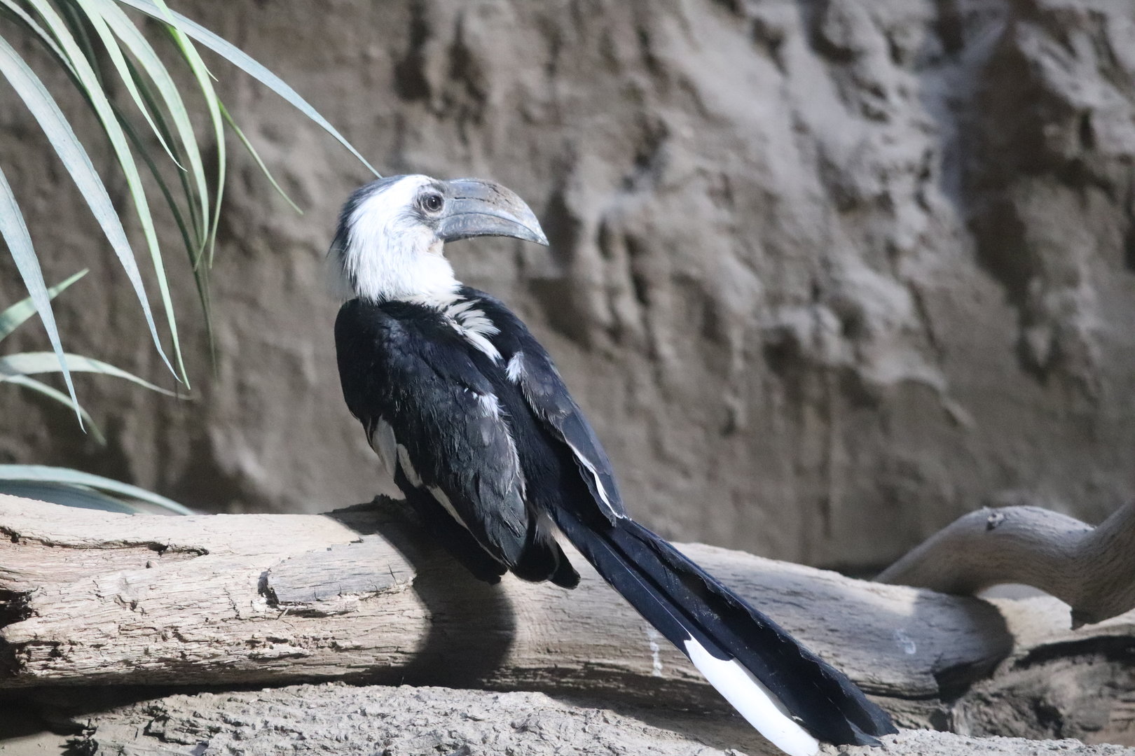 Carter Giraffe Building - Von Der Decken’s Hornbill