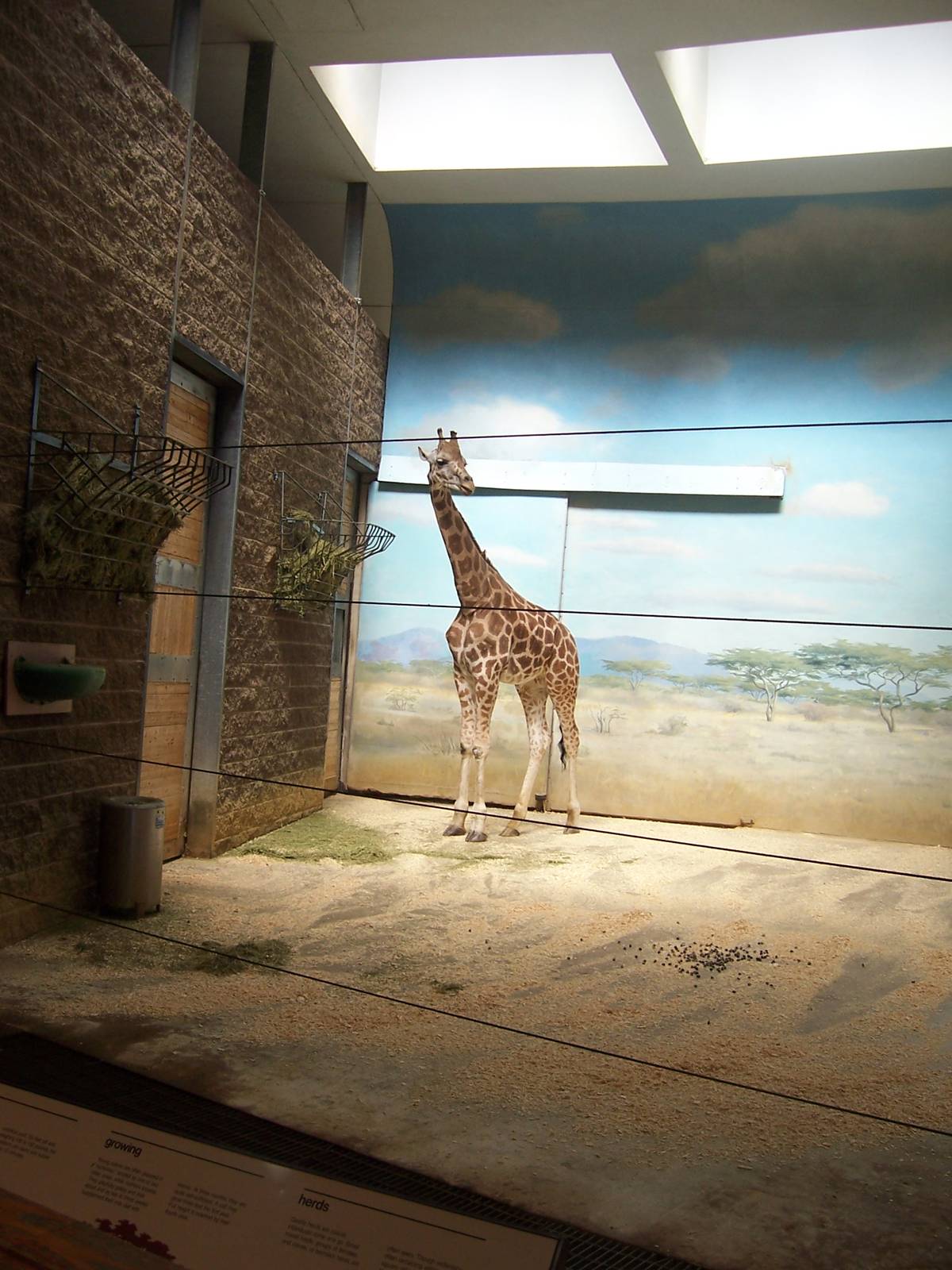 Carter Giraffe Building