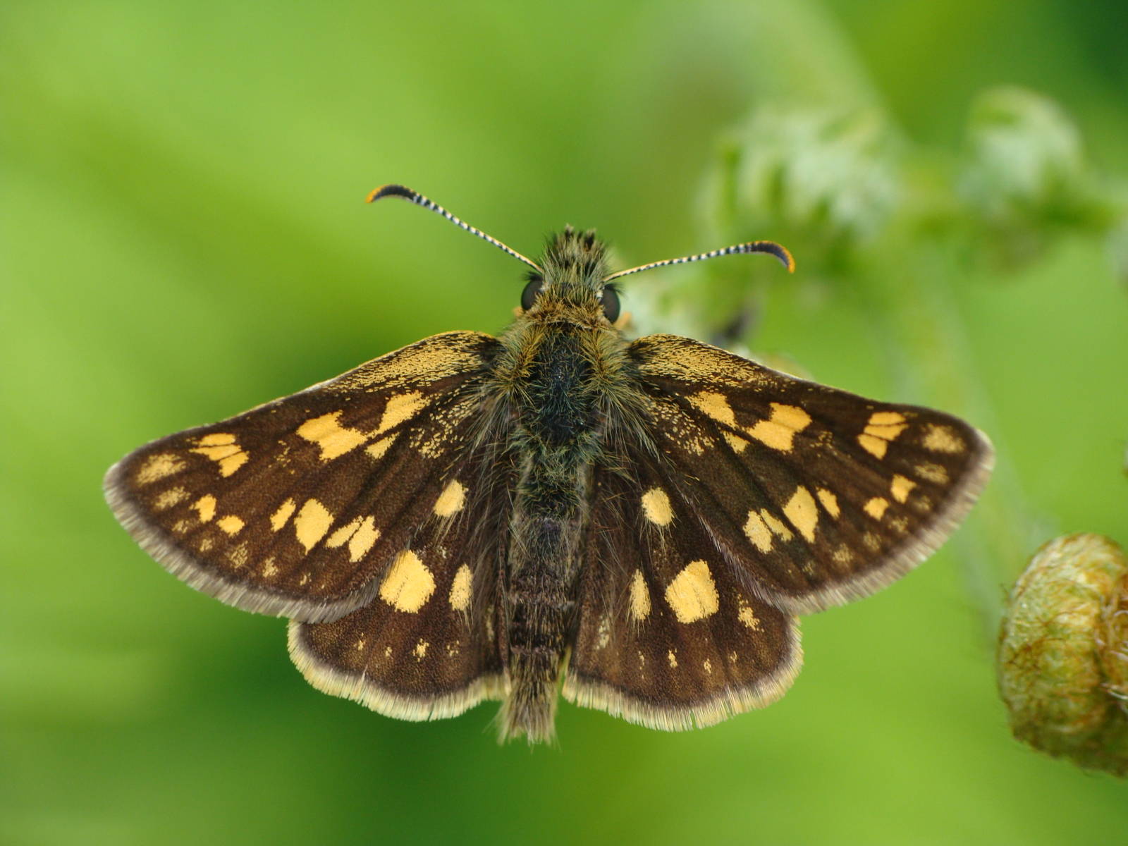 Carterocephalus palaemon