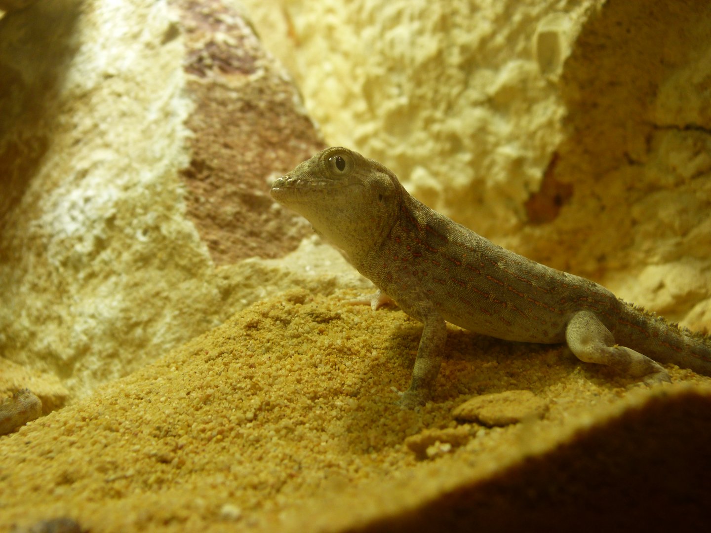 Carter's rock gecko -Zoo Plzeň (2025)