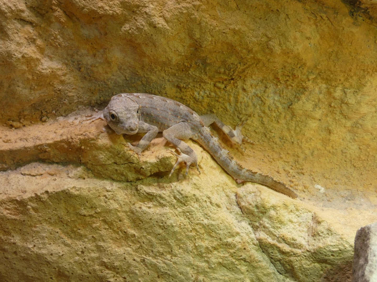 Carter’s rock gecko