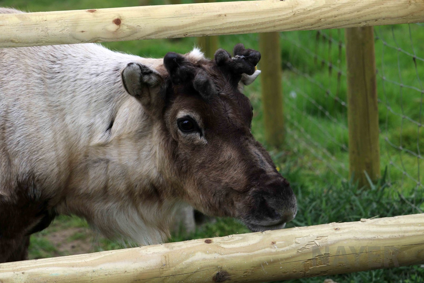 Cartoonish reindeer, April 2017